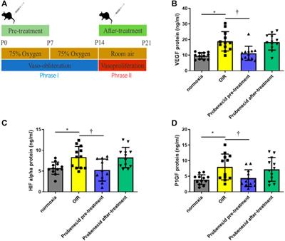 Effect of Probenecid on Endothelial Cell Growth Rate and Retinal Angiogenesis in an Oxygen-Induced Retinopathy Model